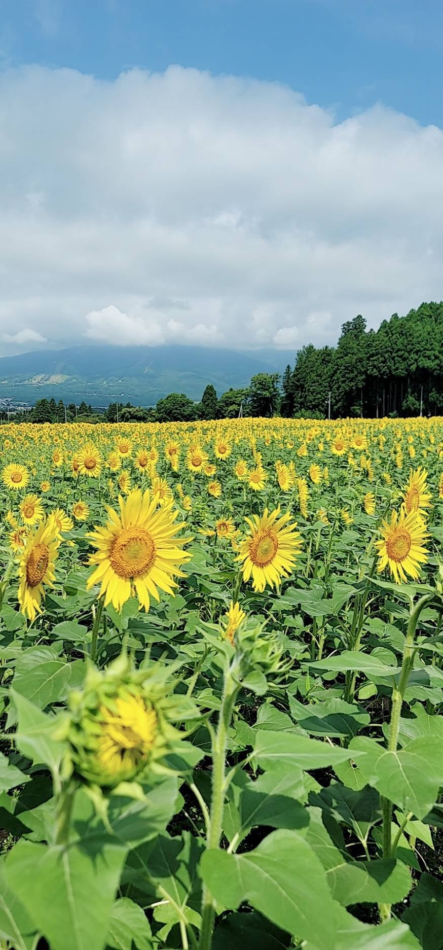 郡司陸永「最高の夏の思い出」（提供写真）