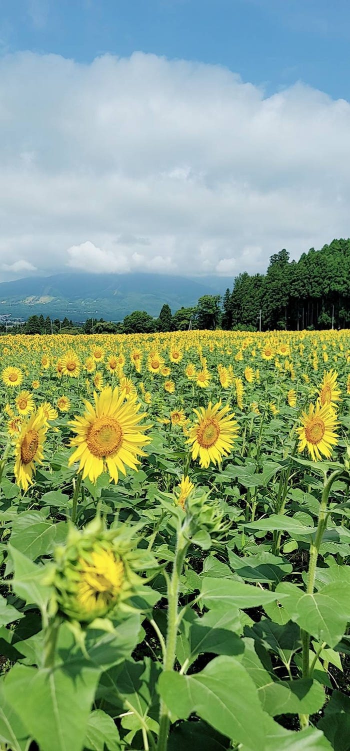 郡司陸永「最高の夏の思い出」(提供写真)