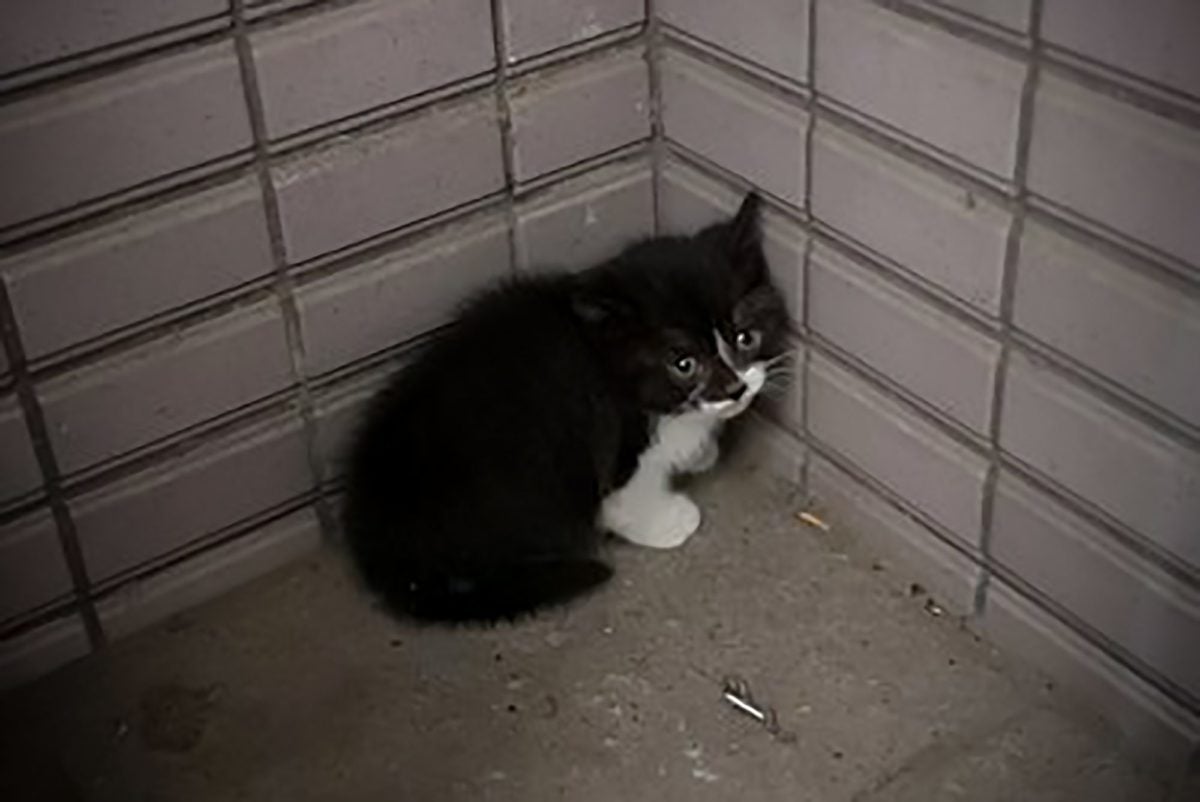 ペット不可マンションに迷い込んだ子猫 大家が下した 大決断 に反響集まる モデルプレス ペット不可マンションに迷い込んだ子猫 大家が下した 大決断 に反響集まる モデルプレス