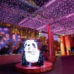 イルミネーションも点灯/画像提供:浅草花やしき