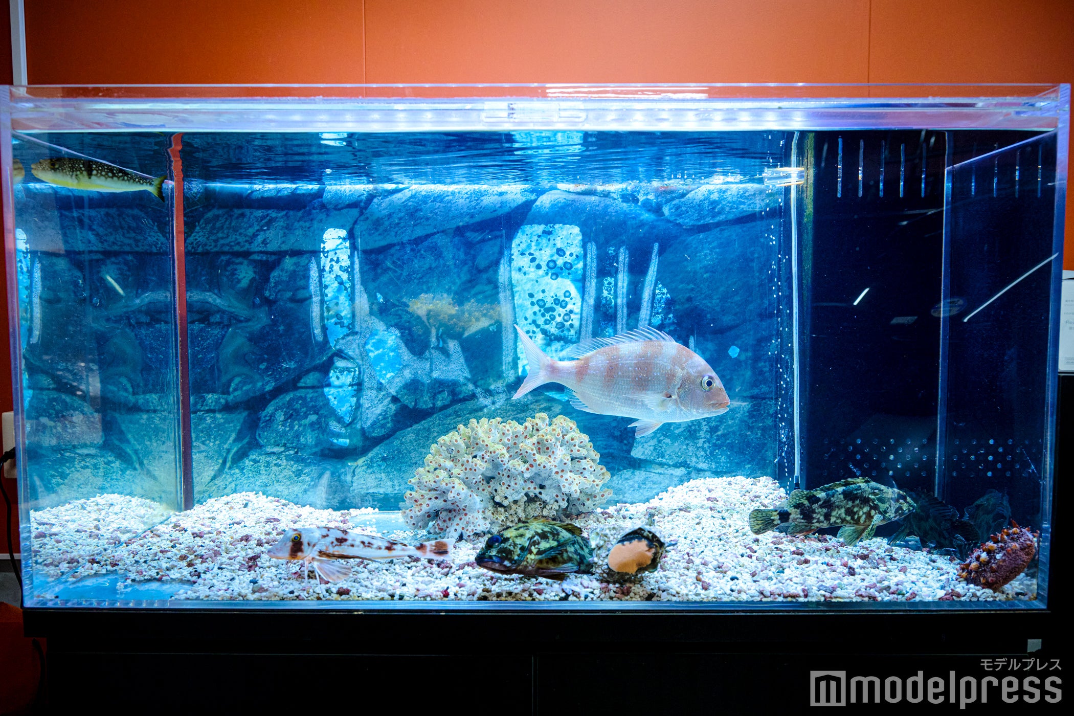 一際目を引く大きな水槽（C）モデルプレス