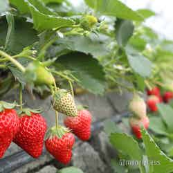 スウィートメッセージ やまろく(C)モデルプレス