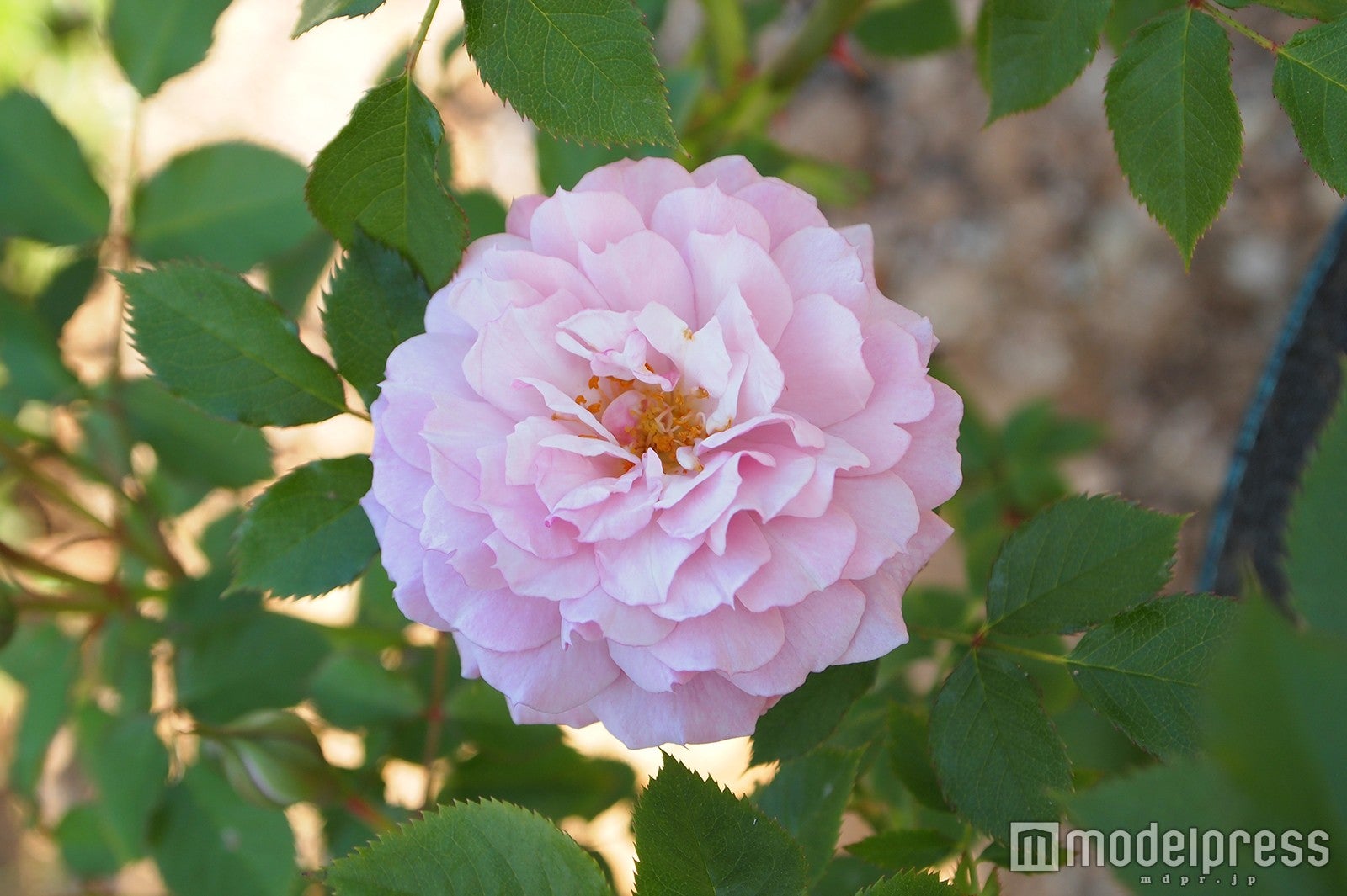 ローズマーケット／画像提供：ハウステンボス