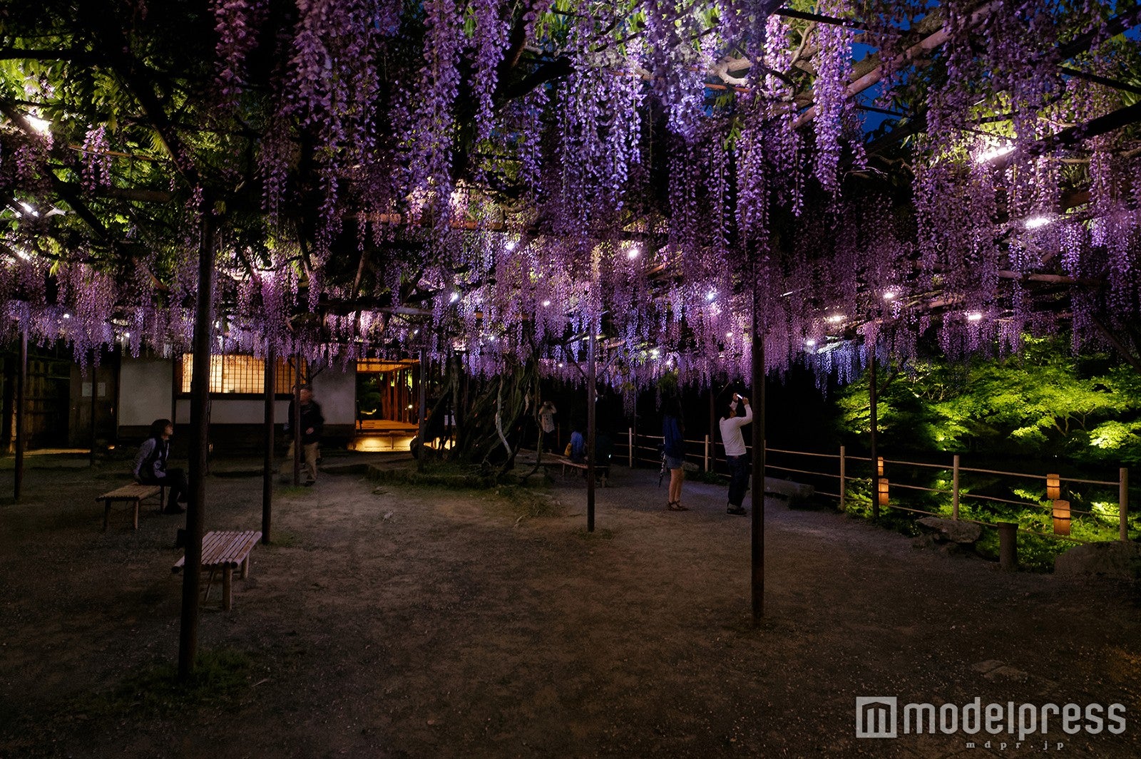 ライトアップされた野田藤／御船山観光ホテル