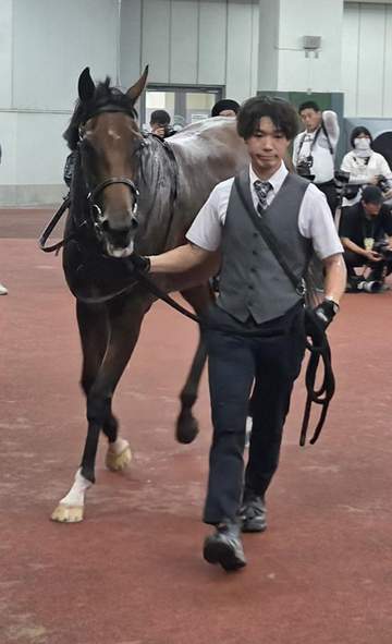 【新馬戦】ビンチャリ 悠々差し切り初陣飾る 千田師が期待「ジョッキーのおかげ。正攻法の競馬できたのは大きい」
