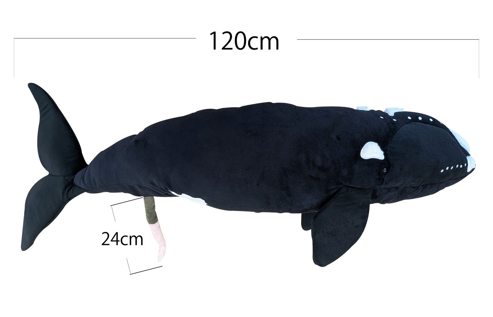 ★スペシャルチケット｜セミクジラのぬいぐるみ_サイズ入り