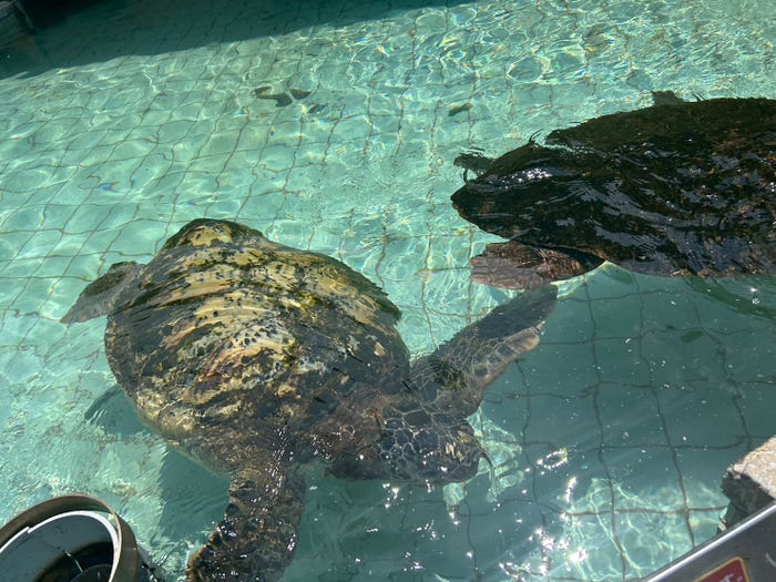松本旭平「真夏の水族館」(提供写真)