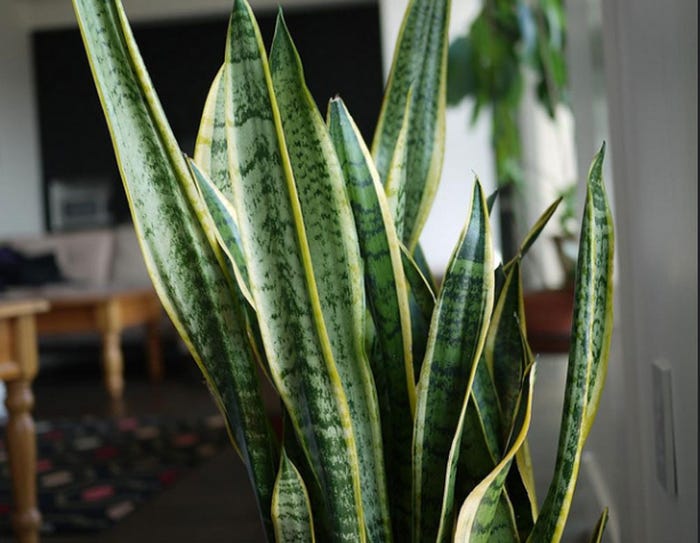 スタイリッシュな部屋づくりに/sansevieria by marissa anderson