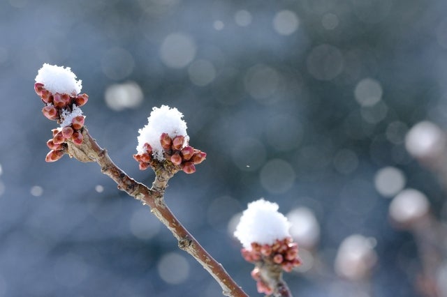 まだまだ寒い！関西では花粉も？2月の天気を気象予報士が解説