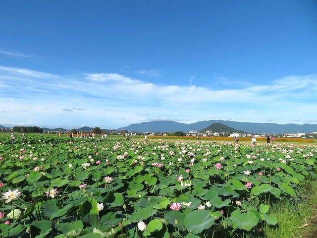 藤原宮跡