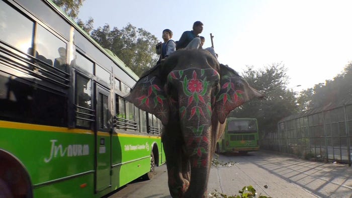 インドのレンタル象/画像提供:毎日放送