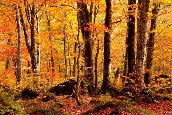 世界自然遺産に登録されている白神山地／画像提供：星野リゾート
