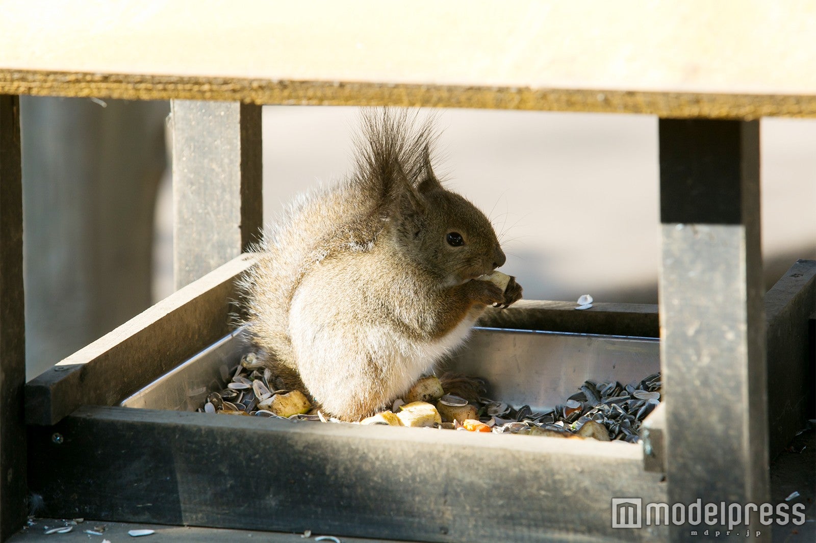 井の頭自然文化園（C）モデルプレス
