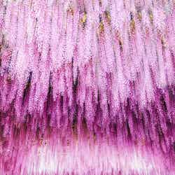 ふじのはな物語/画像提供:足利フラワーリゾート