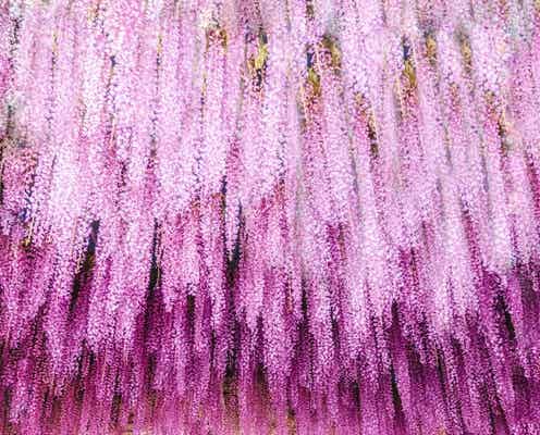 「ふじのはな物語~大藤まつり2022~」藤の花350本超が幻想的に咲き乱れる