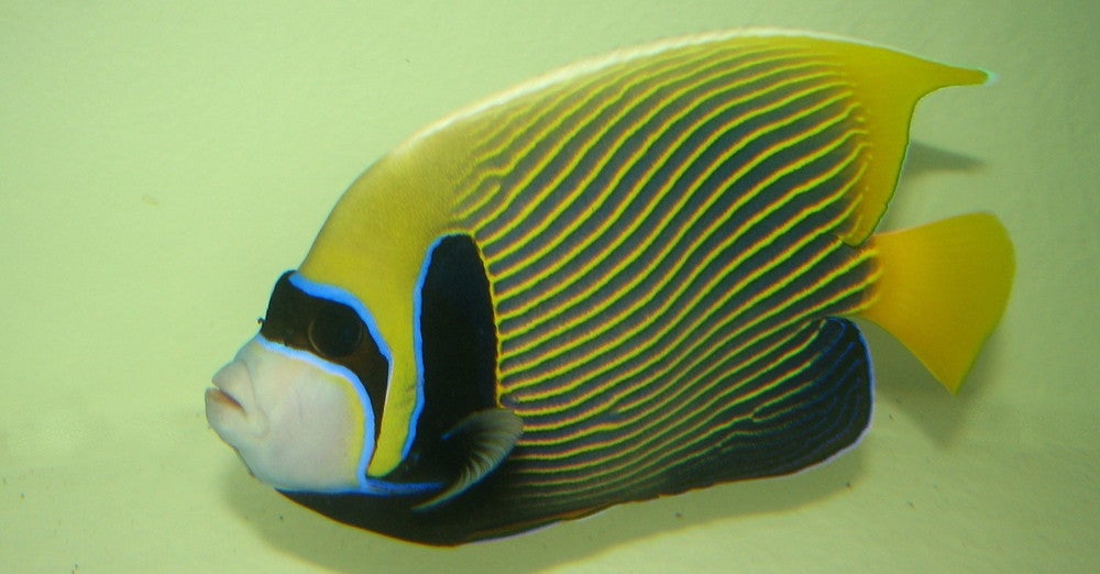 NAKED 花火アクアリウム／画像提供：横浜八景島