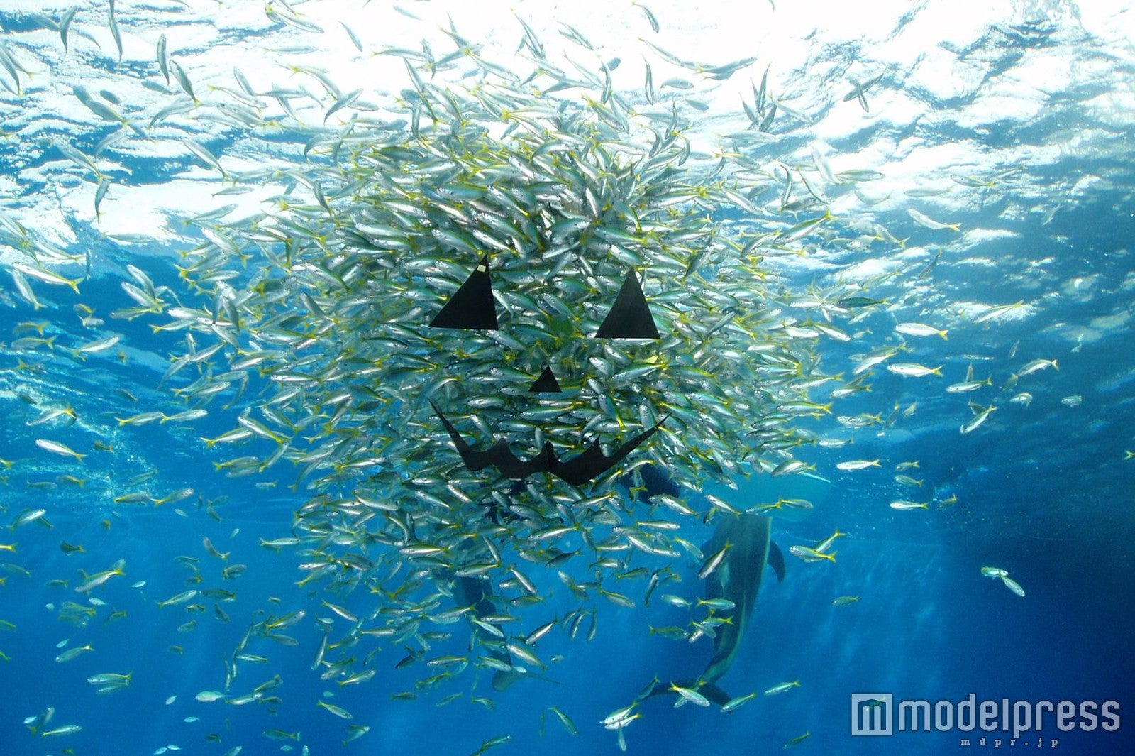 ハロウィンファンタジー／画像提供：横浜八景島