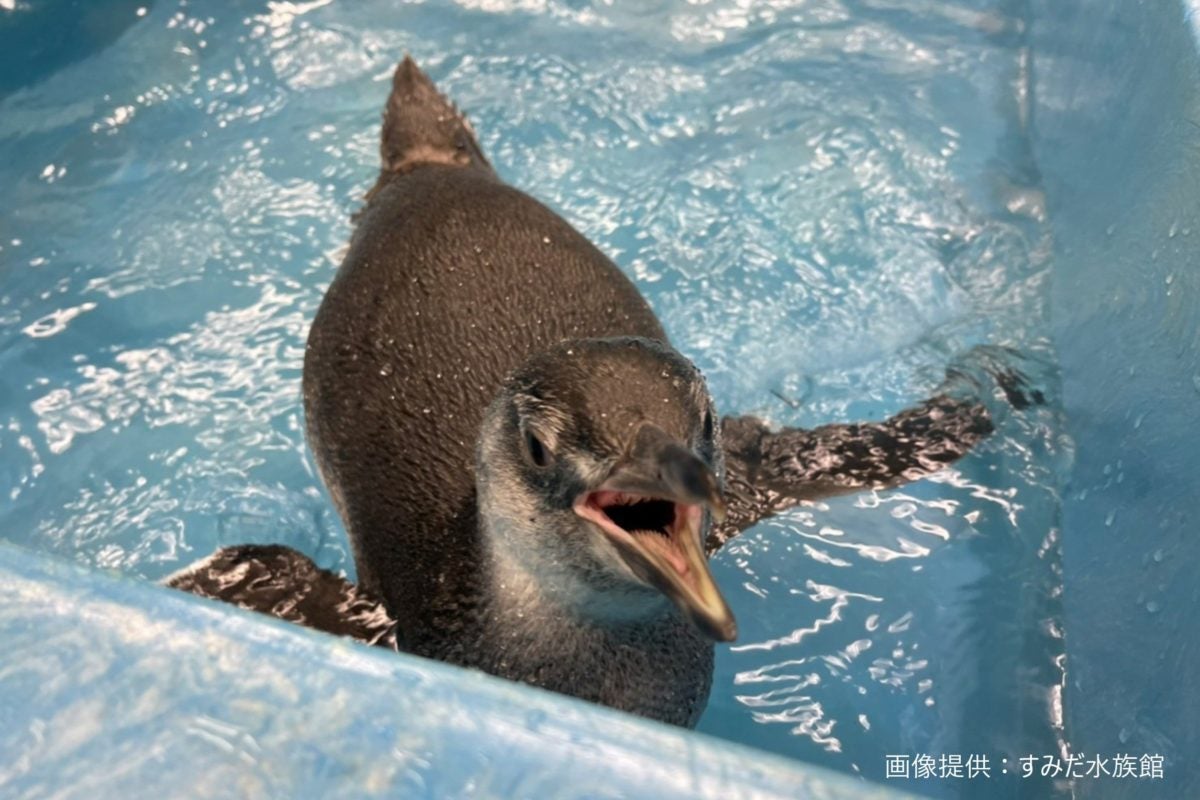 初めて水浴びをするペンギンが話題 かわいい姿の裏では飼育員のプロの業も モデルプレス