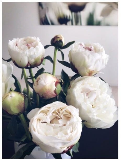 稲垣吾郎の自宅のシャクヤク／稲垣吾郎オフィシャルブログ（Ameba）より