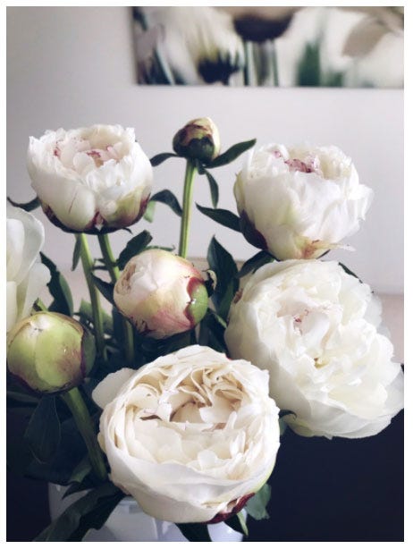 稲垣吾郎の自宅のシャクヤク/稲垣吾郎オフィシャルブログ(Ameba)より