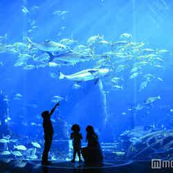 65,000の海洋生物が暮らす「ロストチェンバー水族館」／画像提供：ドバイ政府観光・商務局