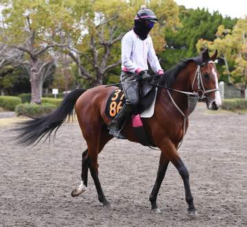 【ニュージーランドT】ロデオドライブの素質 辻師「子どもっぽい面を残しているが」高く評価