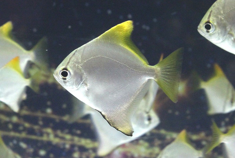 白銀の体色を持つ「ヒメツバメウオ」／画像提供：横浜八景島