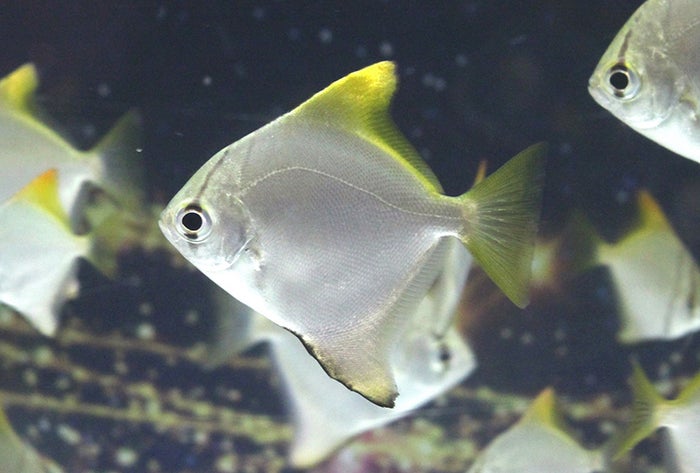 白銀の体色を持つ「ヒメツバメウオ」／画像提供：横浜八景島