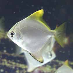 白銀の体色を持つ「ヒメツバメウオ」/画像提供:横浜八景島