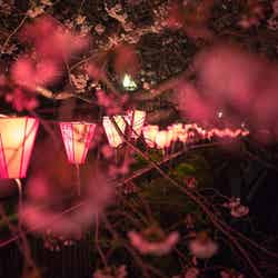 目黒川の夜桜と提灯（C）すしぱく