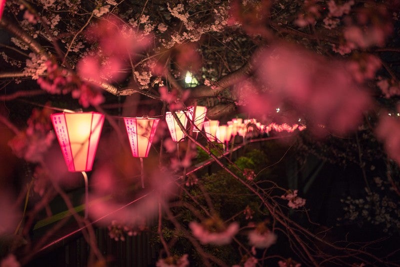 目黒川の夜桜と提灯（C）すしぱく