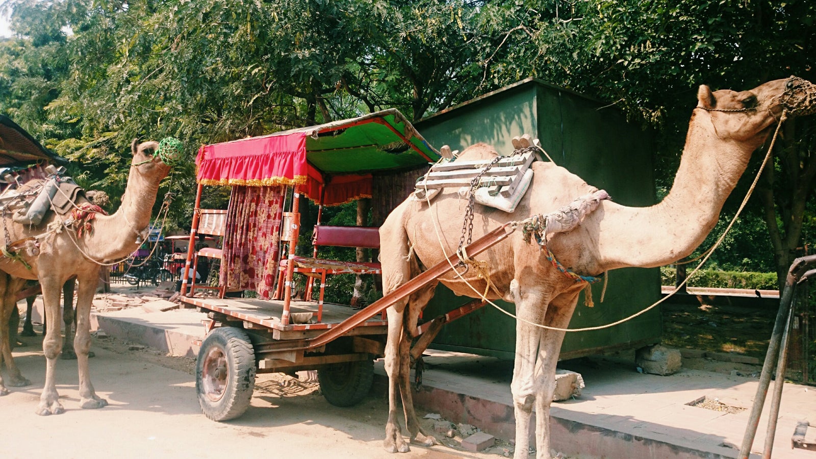 ラクダ／画像提供：所属事務所