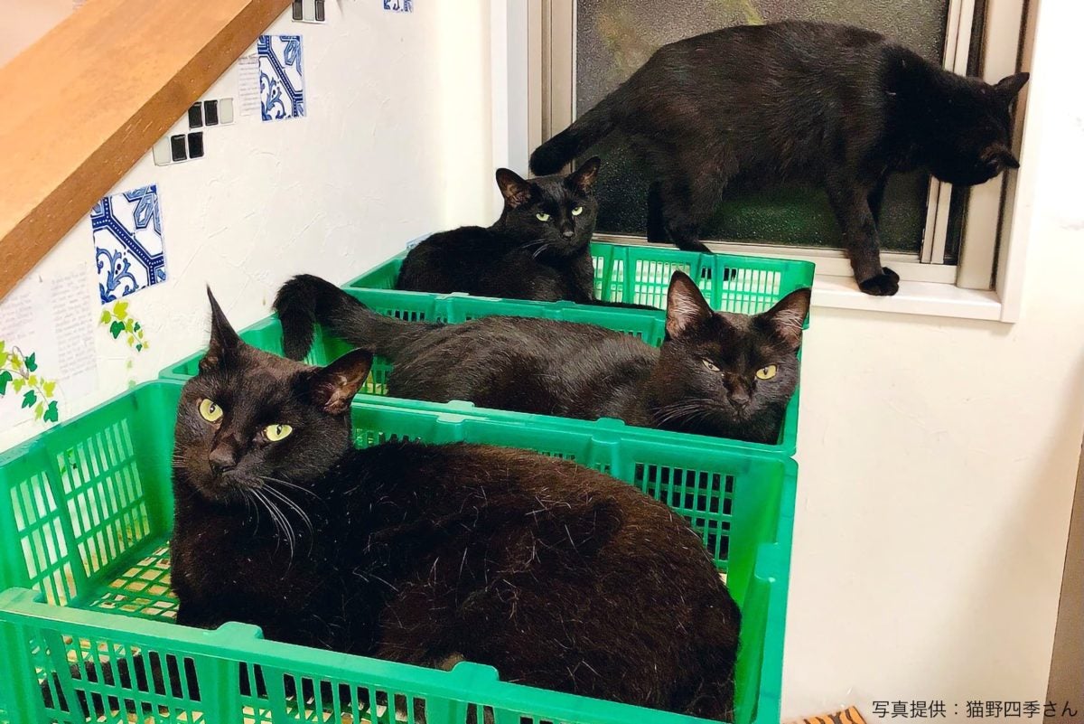 カゴでくつろぐ黒猫たち よく見ると 出荷待ち のかわいすぎる光景が モデルプレス