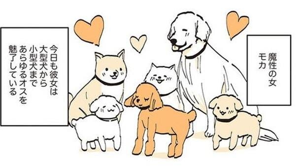 漫画 あの子もその子もメロメロに 魔性のトイプーがモテモテすぎる うちのトイプーがアイドルすぎる 14 モデルプレス