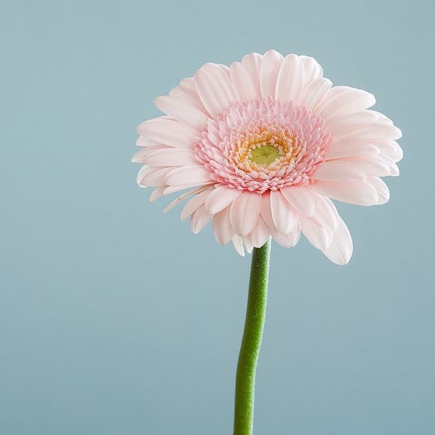 四季別 かっこいい花言葉14選 知るとその花が好きになるとっておきを集めました モデルプレス 四季別 かっこいい花言葉14選 知るとその花が好きになるとっておきを集めました モデルプレス
