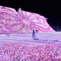 フラワーフェスティバル~花と光のイースター~/画像提供:ハウステンボス