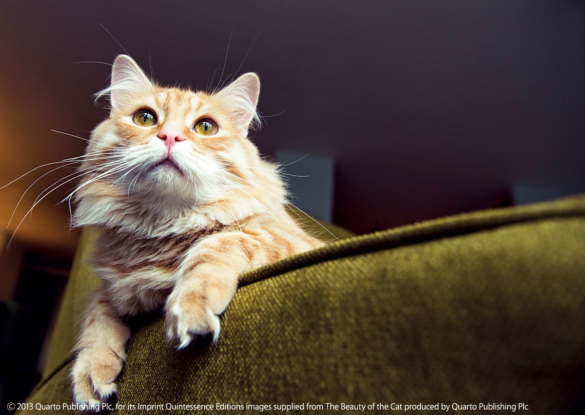 アストリッド・ハリソン「ねこがかわいいだけ展」／画像提供：株式会社アカツキライブエンターテインメント