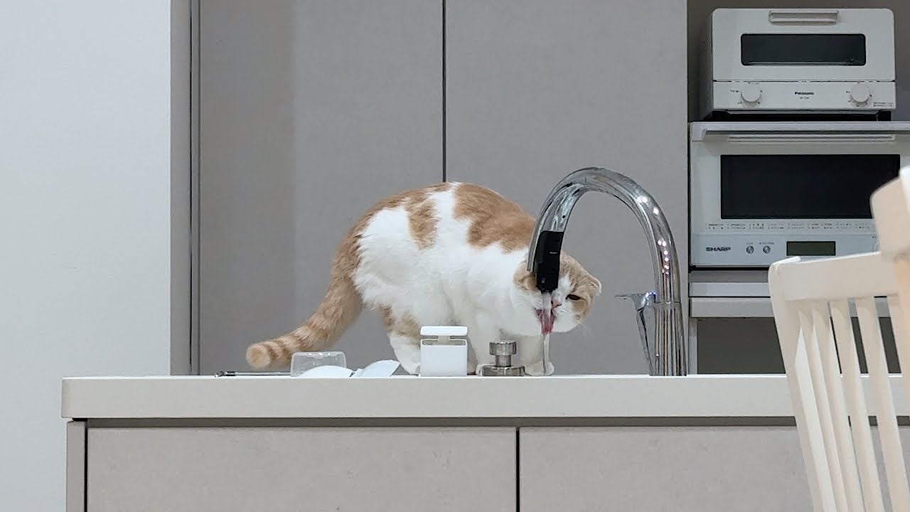 自分で水道水を出して飲む猫が可愛すぎる！「猫たちの賢さにはびっくりしますね」