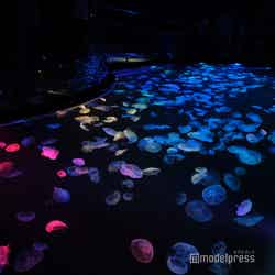 すみだ水族館(C)モデルプレス