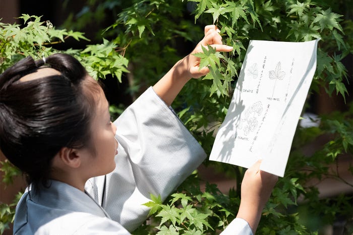 「らんまん」第10話(C)NHK