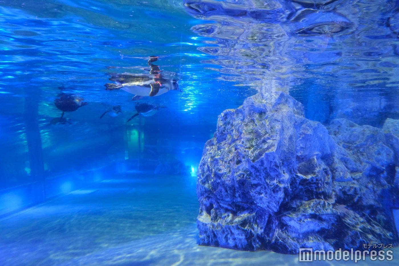 すみだ水族館（C）モデルプレス