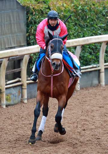 シャマルが地方転厩 かしわ記念連覇など重賞9勝 松下師「長い間、良く頑張ってくれました」