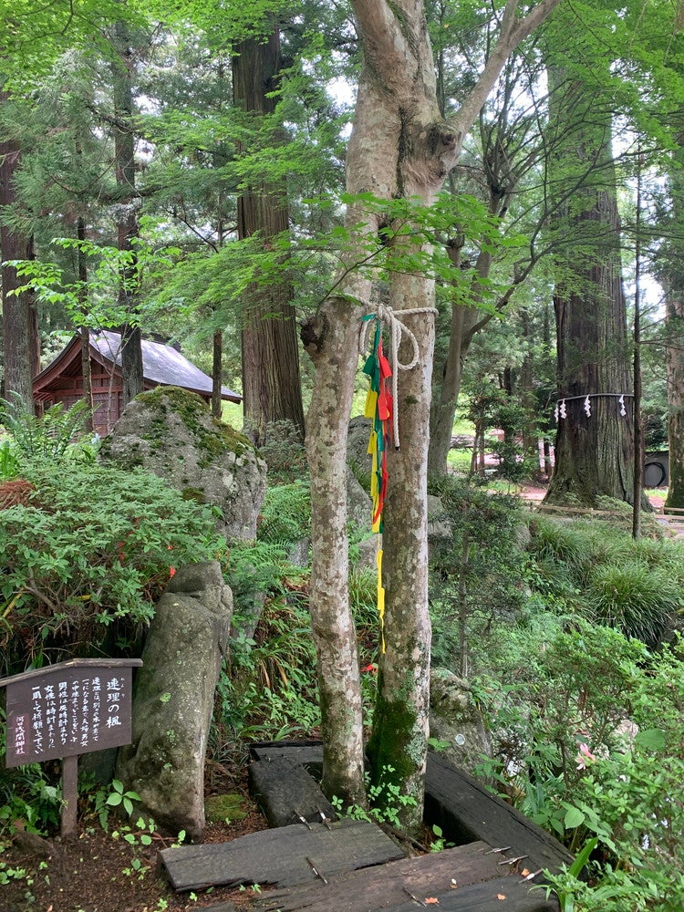 連理の楓（提供画像）