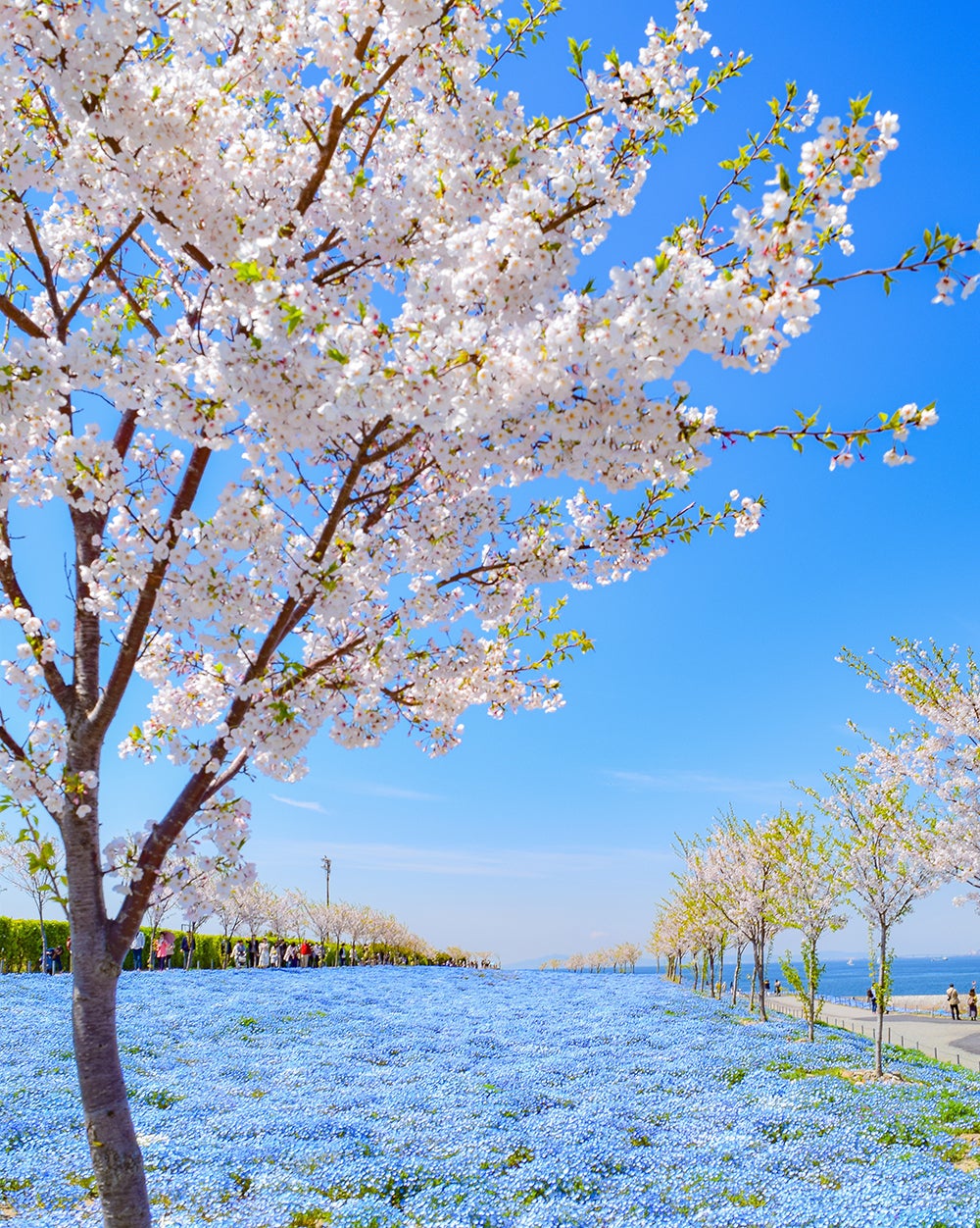 ネモフィラ祭り／画像提供：ピーエスジェイコーポレーション