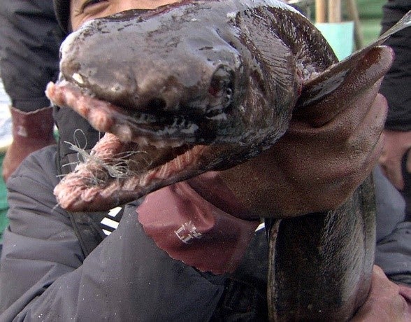 船上の水槽に入れる直前のラブカ（C）日本テレビ