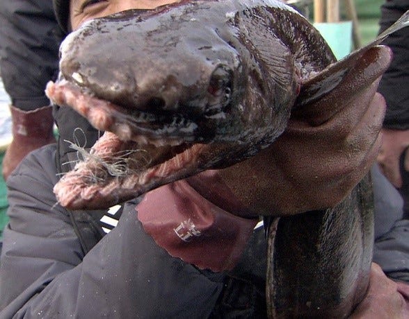 船上の水槽に入れる直前のラブカ(C)日本テレビ