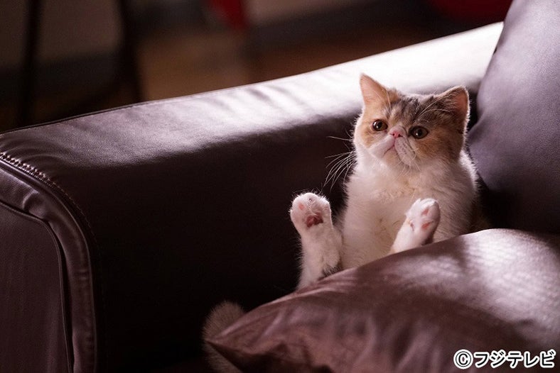 愛猫“ちくわ”「オトナ女子」第8話・場面カット／画像提供：フジテレビ