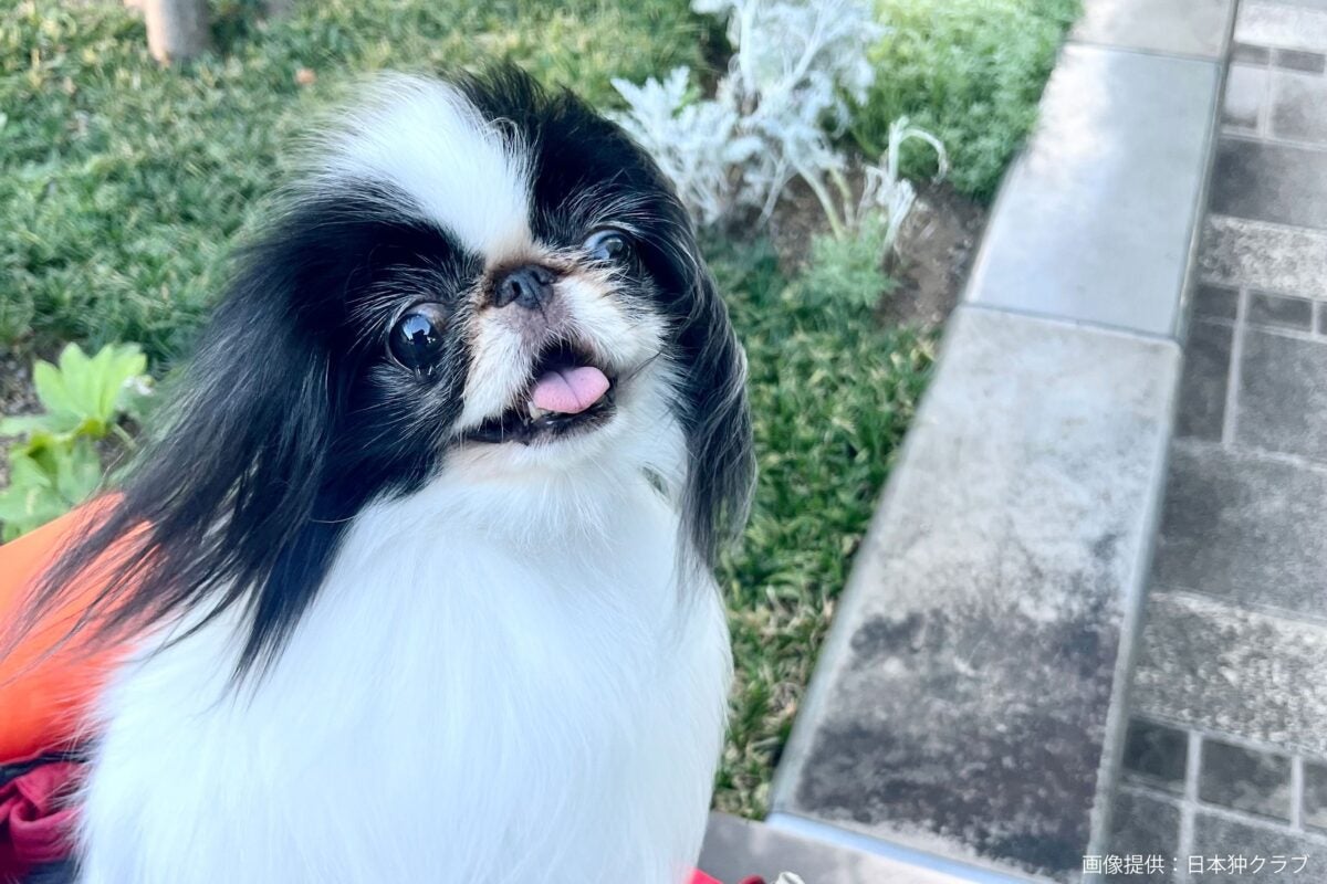 日本の国犬、「柴犬ではない」と判明 正解の「狆」回答できたの