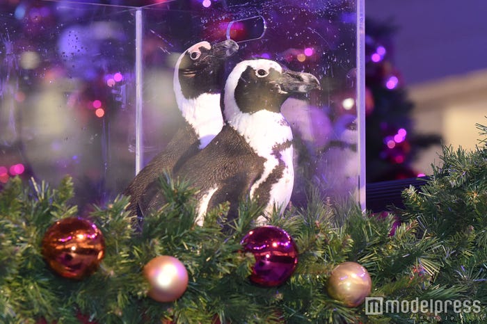 サンシャイン水族館からケープペンギンの「マリオ(オス)」と「ダイスケ(メス)」も参加(C)モデルプレス
