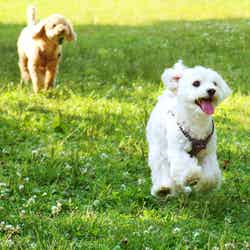 オーシャングランピング グランマーレ茨城大洗/画像提供:ブッキングリゾート